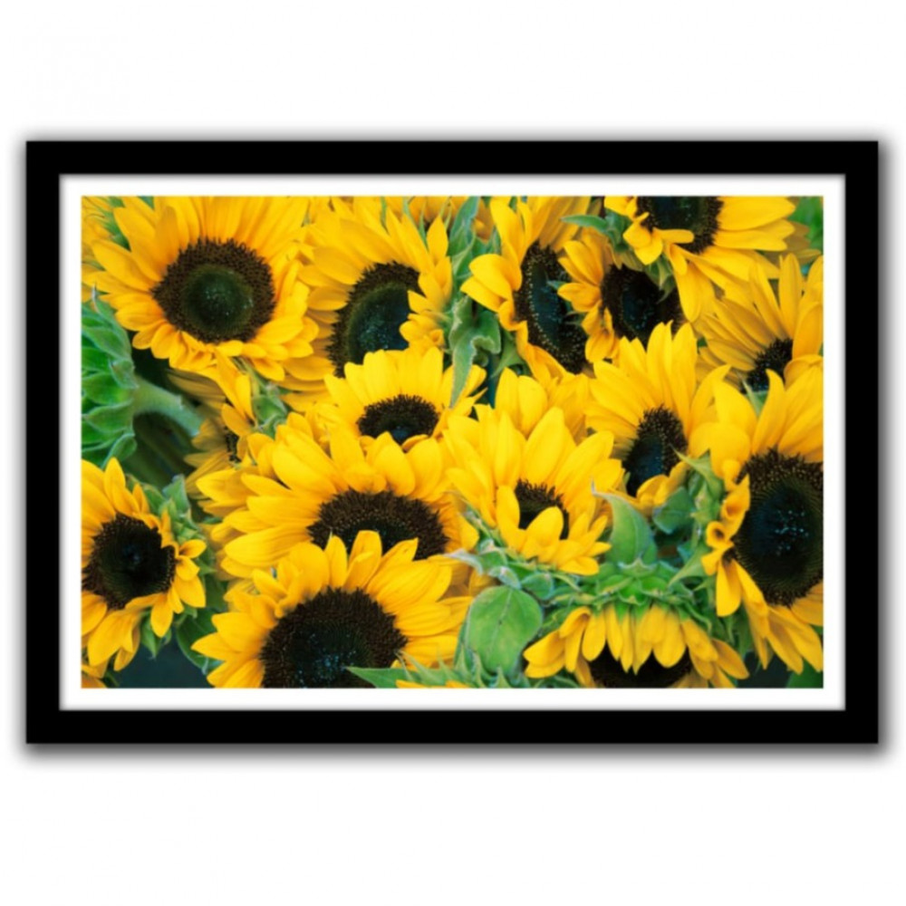 Sun Flower Glass Framed Wall Poster Large Size 13 X 19 INCHES - photo
