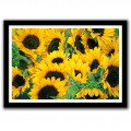 Sun Flower Glass Framed Wall Poster Large Size 13 X 19 INCHES - photo