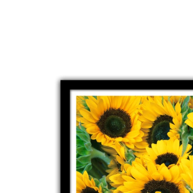 Sun Flower Glass Framed Wall Poster Large Size 13 X 19 INCHES - left_view