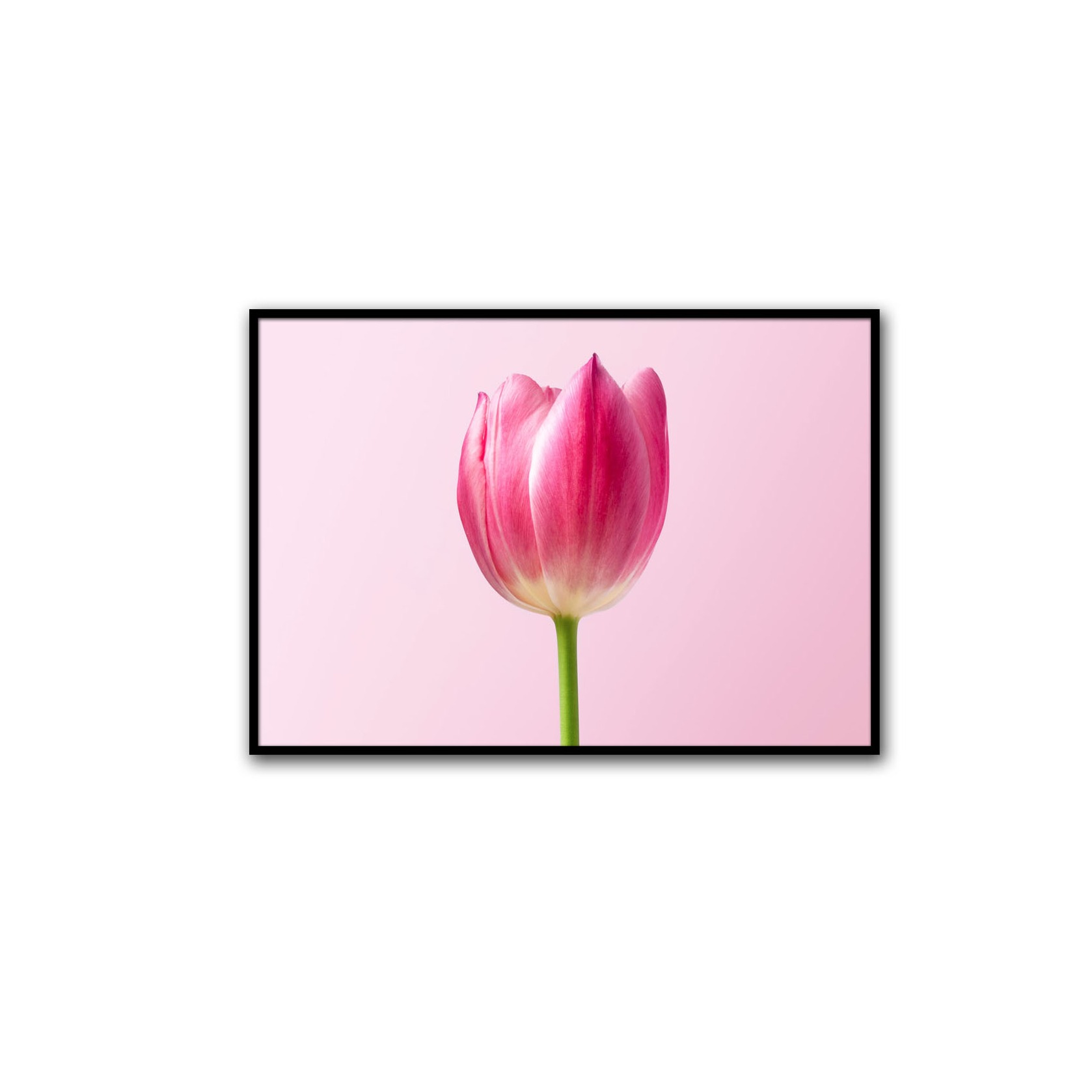 Royal Tulips Wall Poster Glass Framed Wall Painting