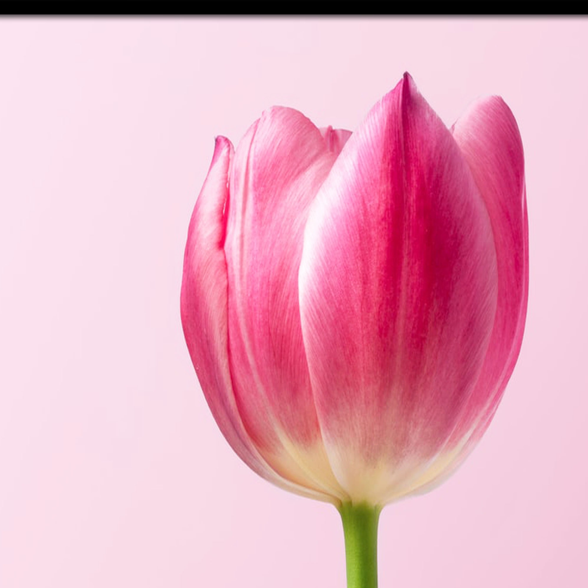 Royal Tulips Wall Poster Glass Framed Wall Painting