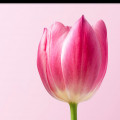 Royal Tulips Wall Poster Glass Framed Wall Painting - top_view