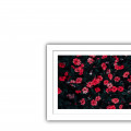Springs in Sweden Wall Poster - left_view
